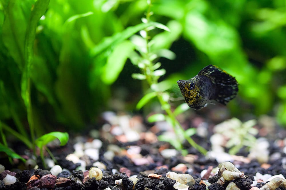Balloon Belly Molly fish in the tank