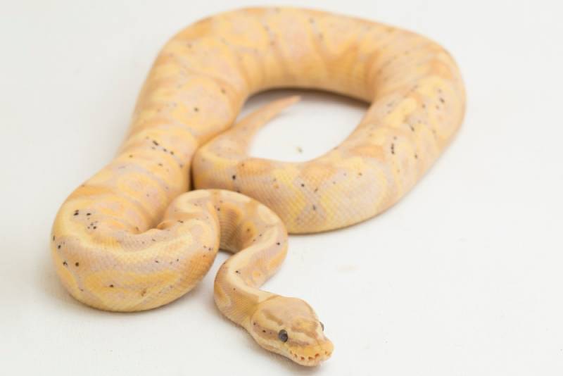 banana super pastel ball python