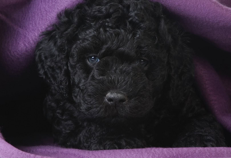 barbet-puppy_WilleeCole-Photography_shutterstock