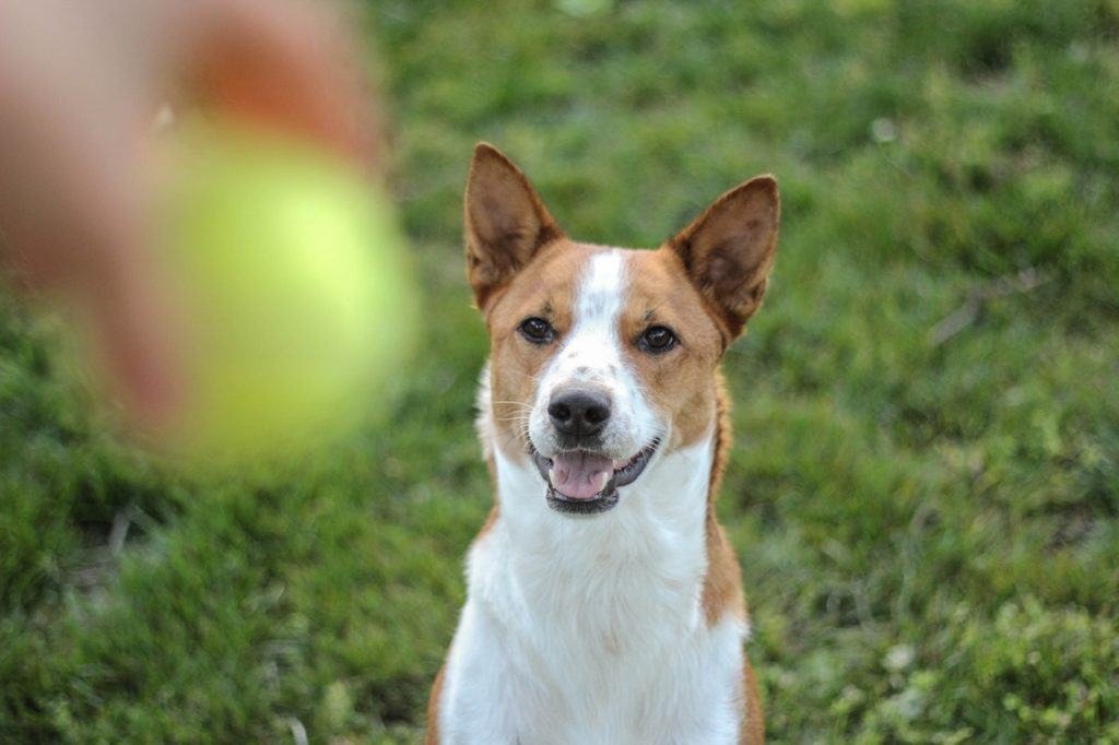 basenji-looking-at-the-ball