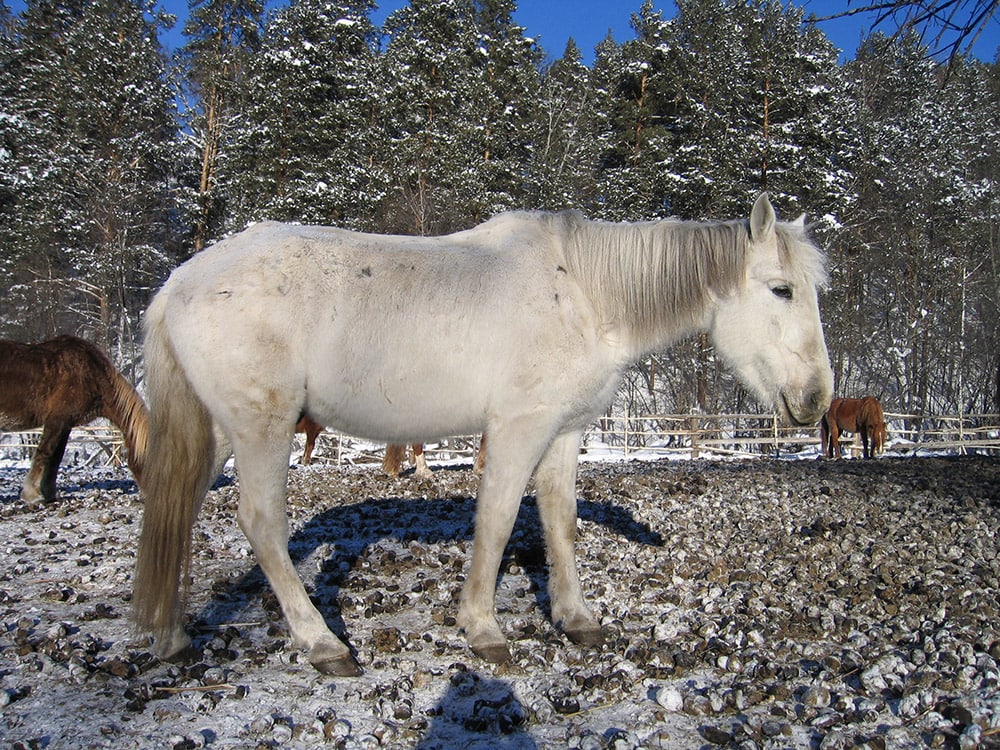 Bashkir horses