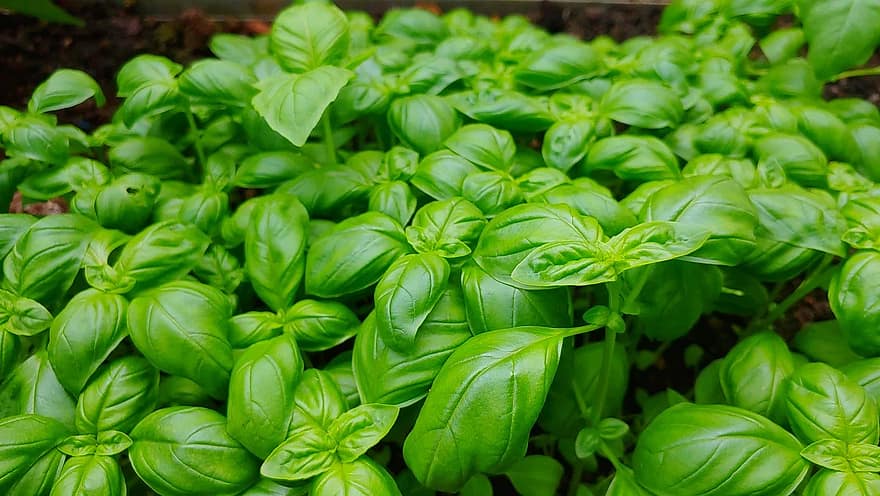 basil leaves