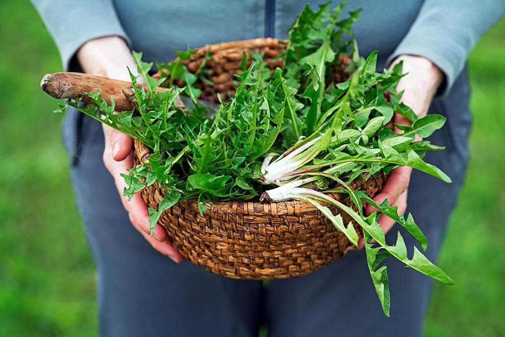 basket full of dandelion greens