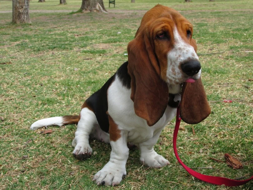 basset hound_ Sebastian Molina Bullrich_Pixabay