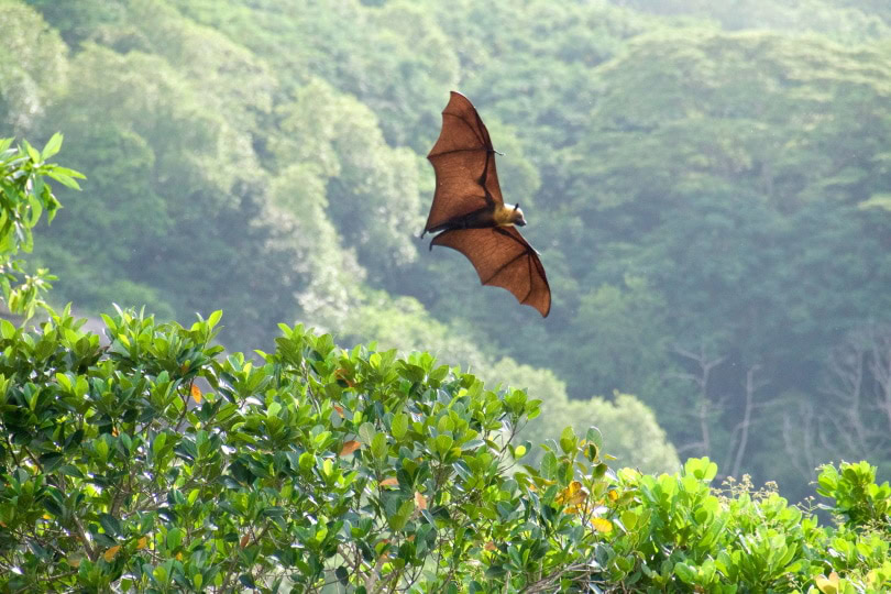 bat flying