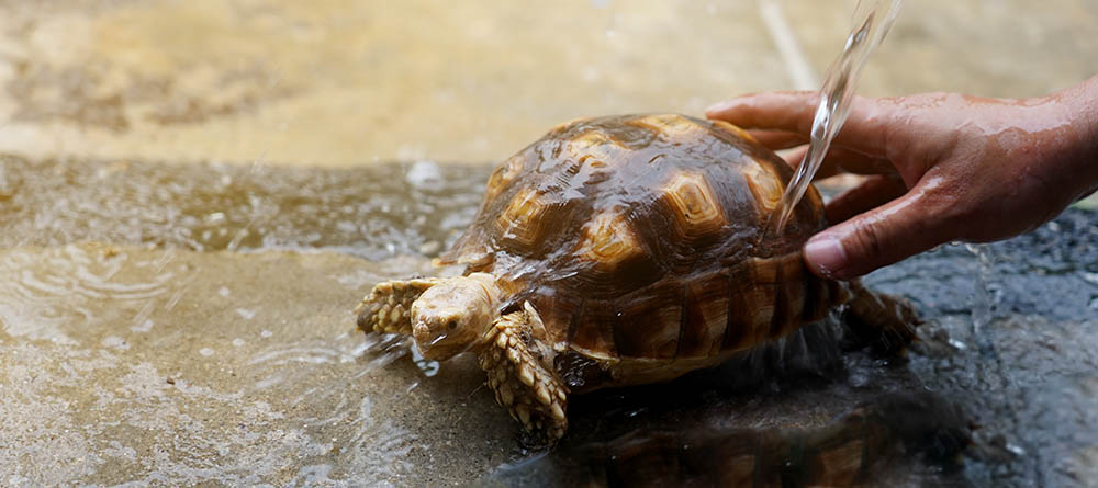 bathing a Sulcata tortoise
