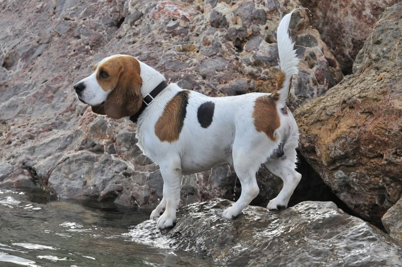 beagle on rock_José Somovilla_Pixabay