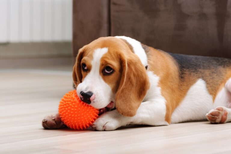 Squeaky Toy Safety For Dogs With Hyperactivity