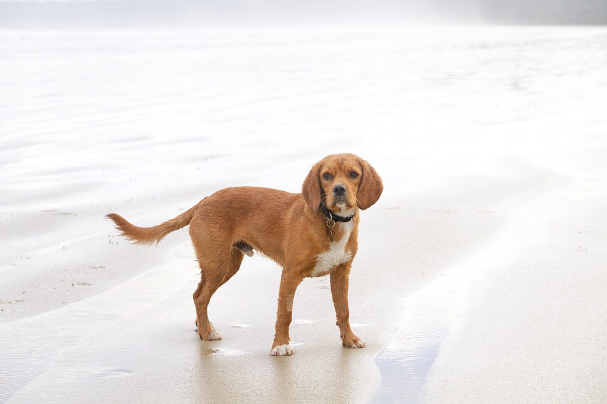 beaglier in the beach