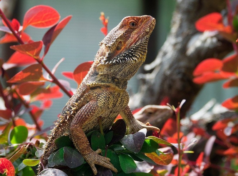bearded dragon_Snap_it, Pixabay