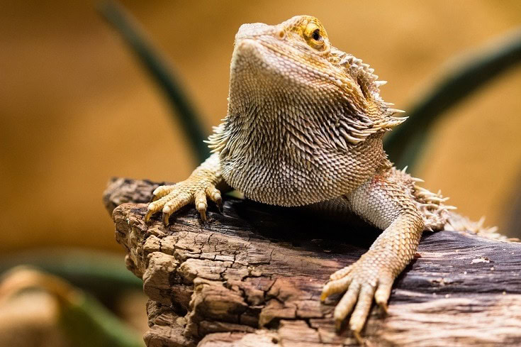 bearded dragon