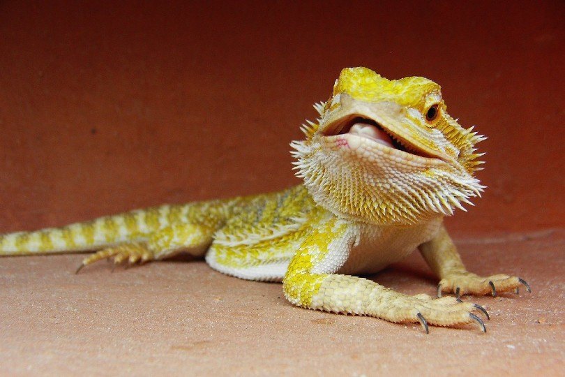 bearded dragon