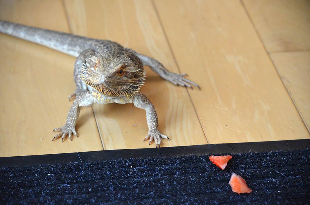 bearded dragon and sliced strawberries
