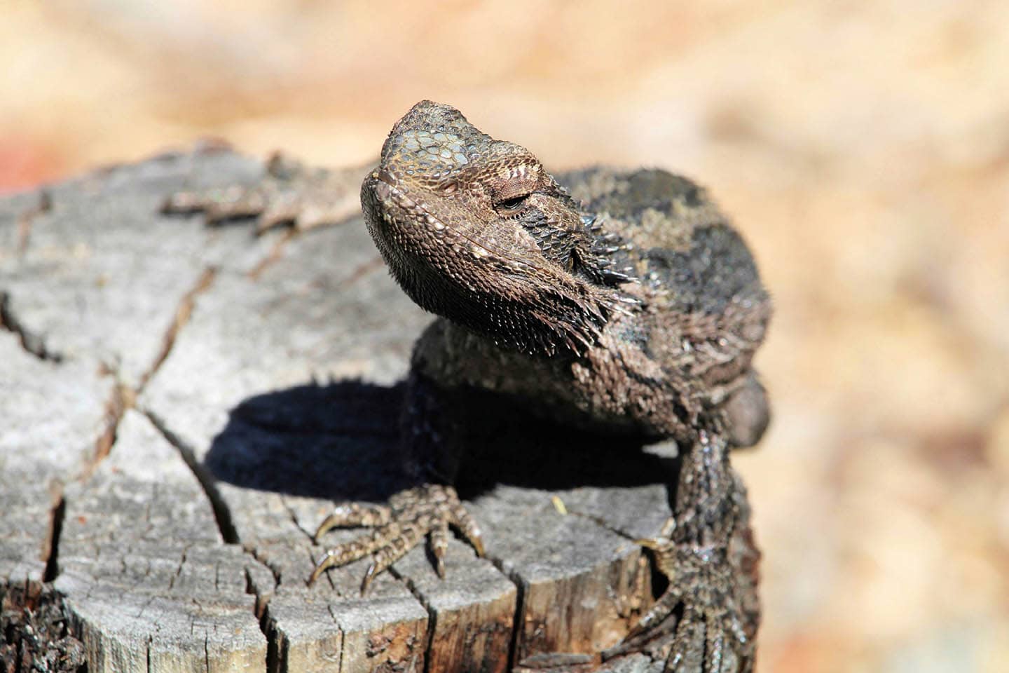 bearded dragon basking