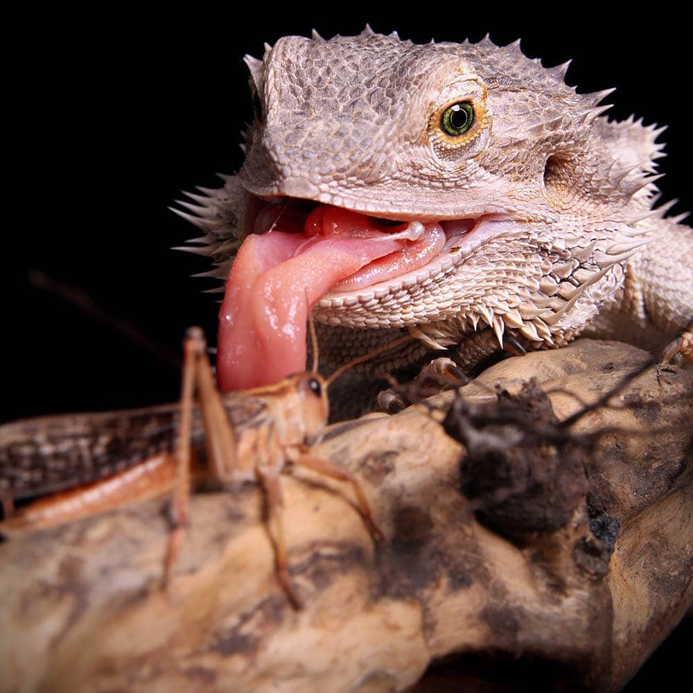 bearded dragon catching grasshopper