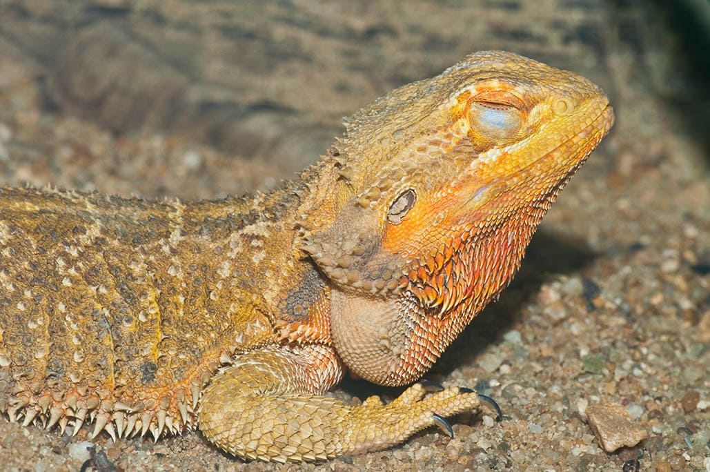 bearded dragon close eyes