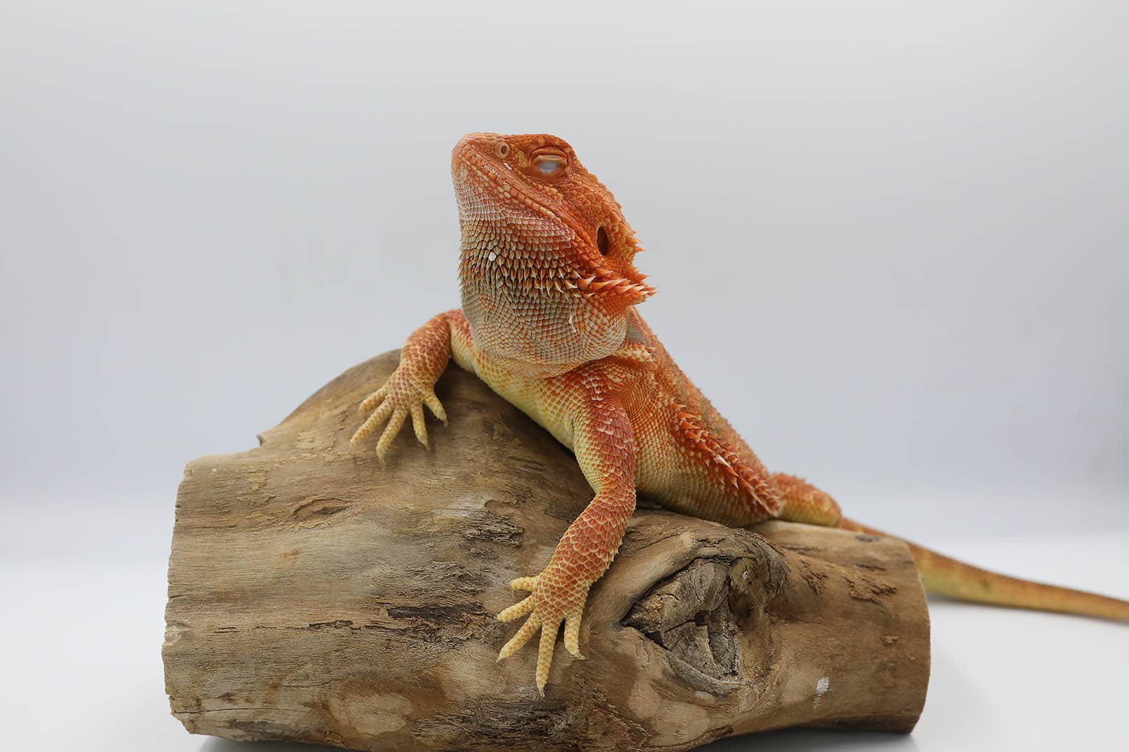 bearded dragon close eyes