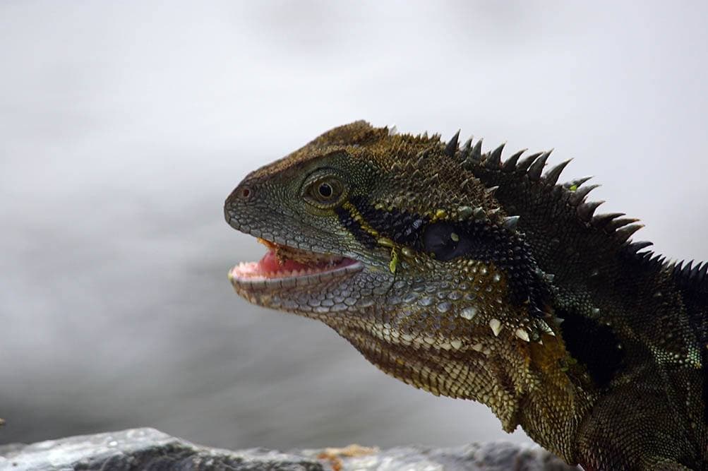 bearded dragon close up