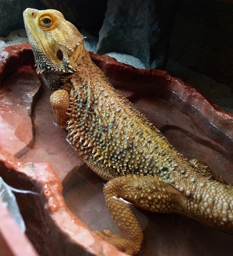 bearded dragon_pixabay