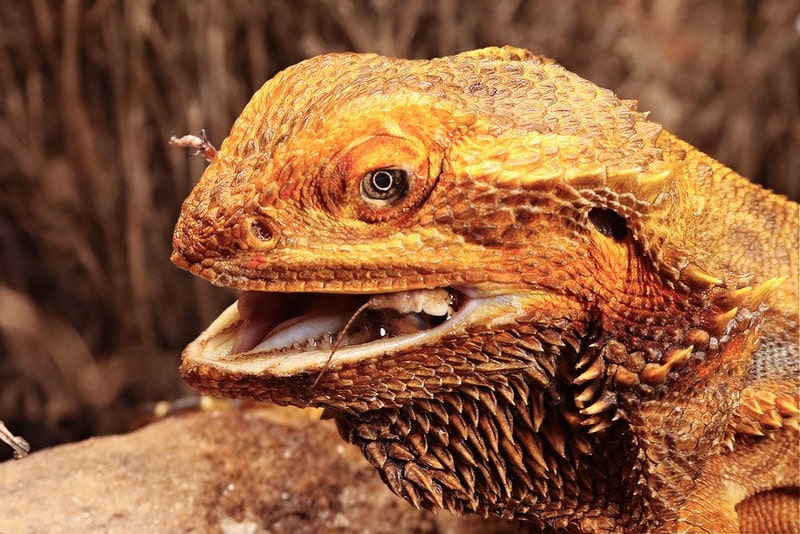 bearded dragon eating an insect