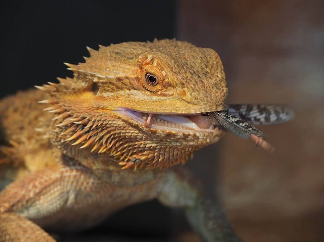 bearded dragon eating locust
