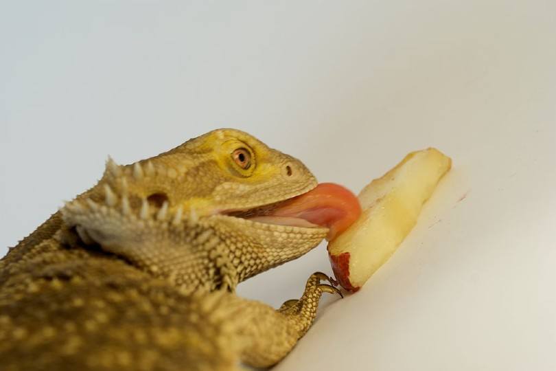 bearded dragon eating pears