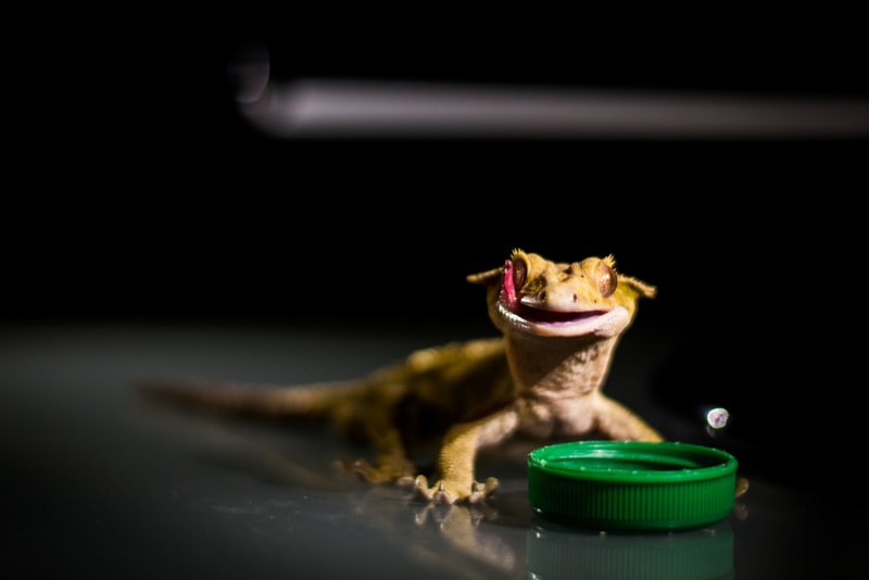 bearded dragon eating
