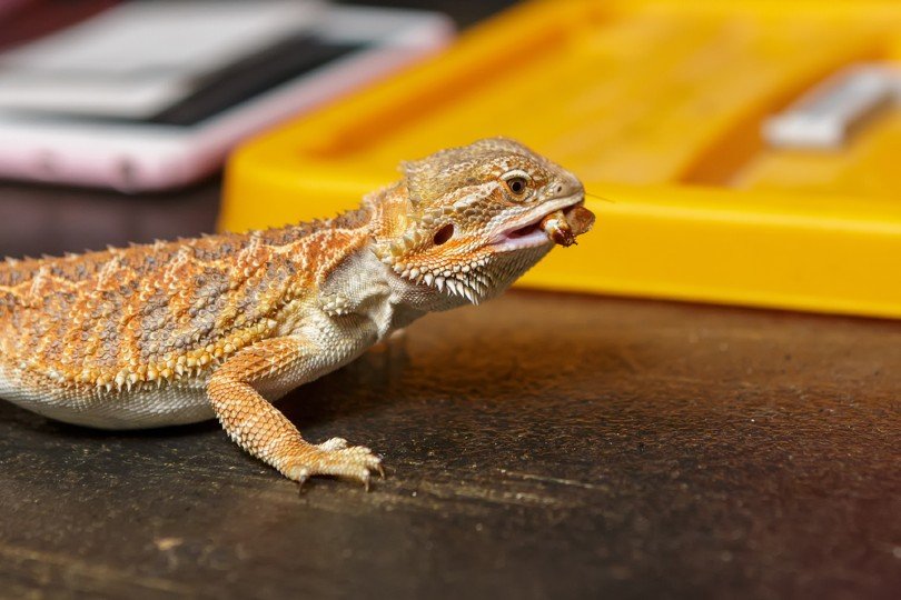 bearded dragon eats insect