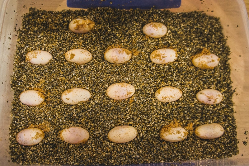 bearded dragon eggs