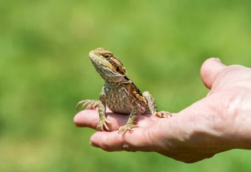 bearded dragon in hand
