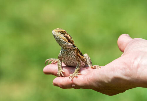 green bearded dragon in hand