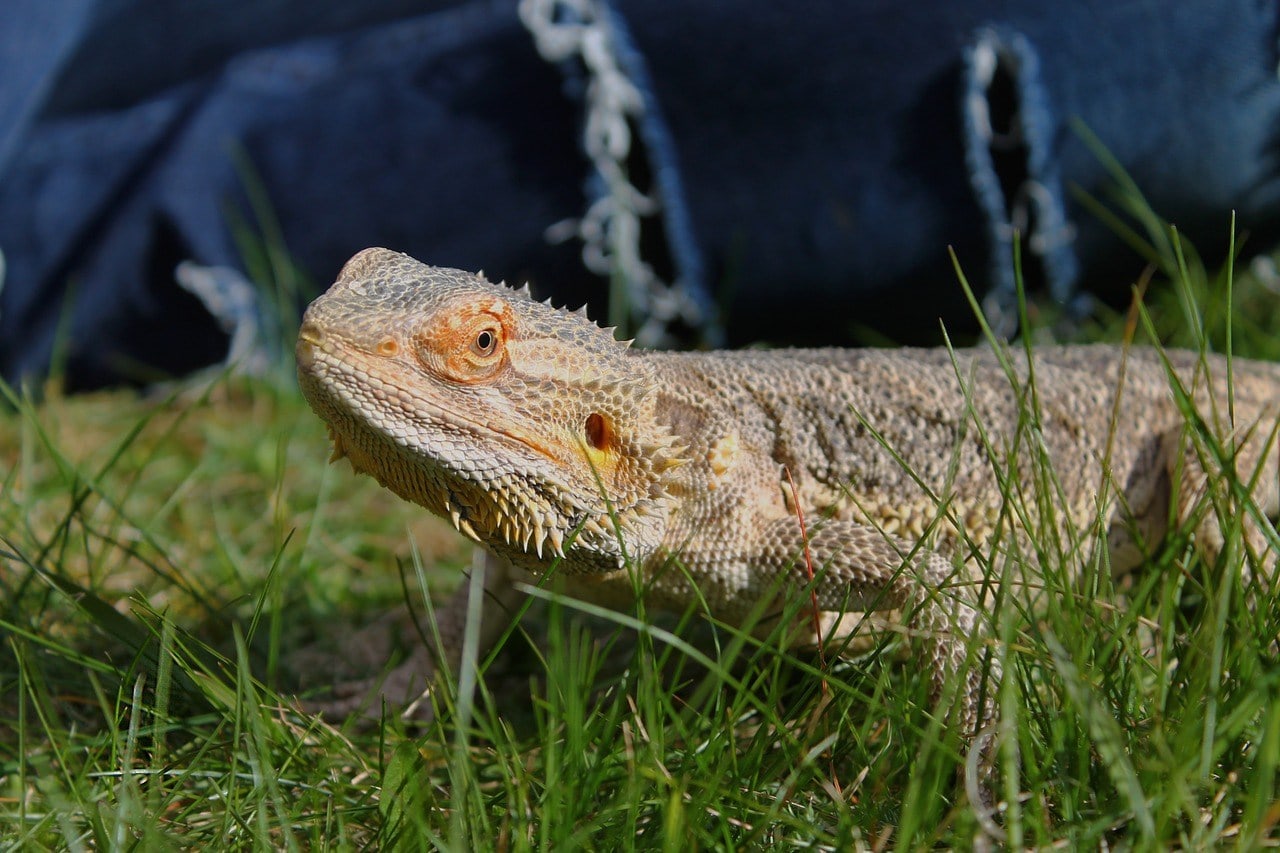 bearded dragon in the grass