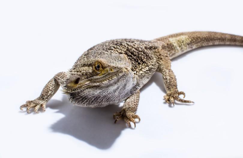 bearded dragon in white background