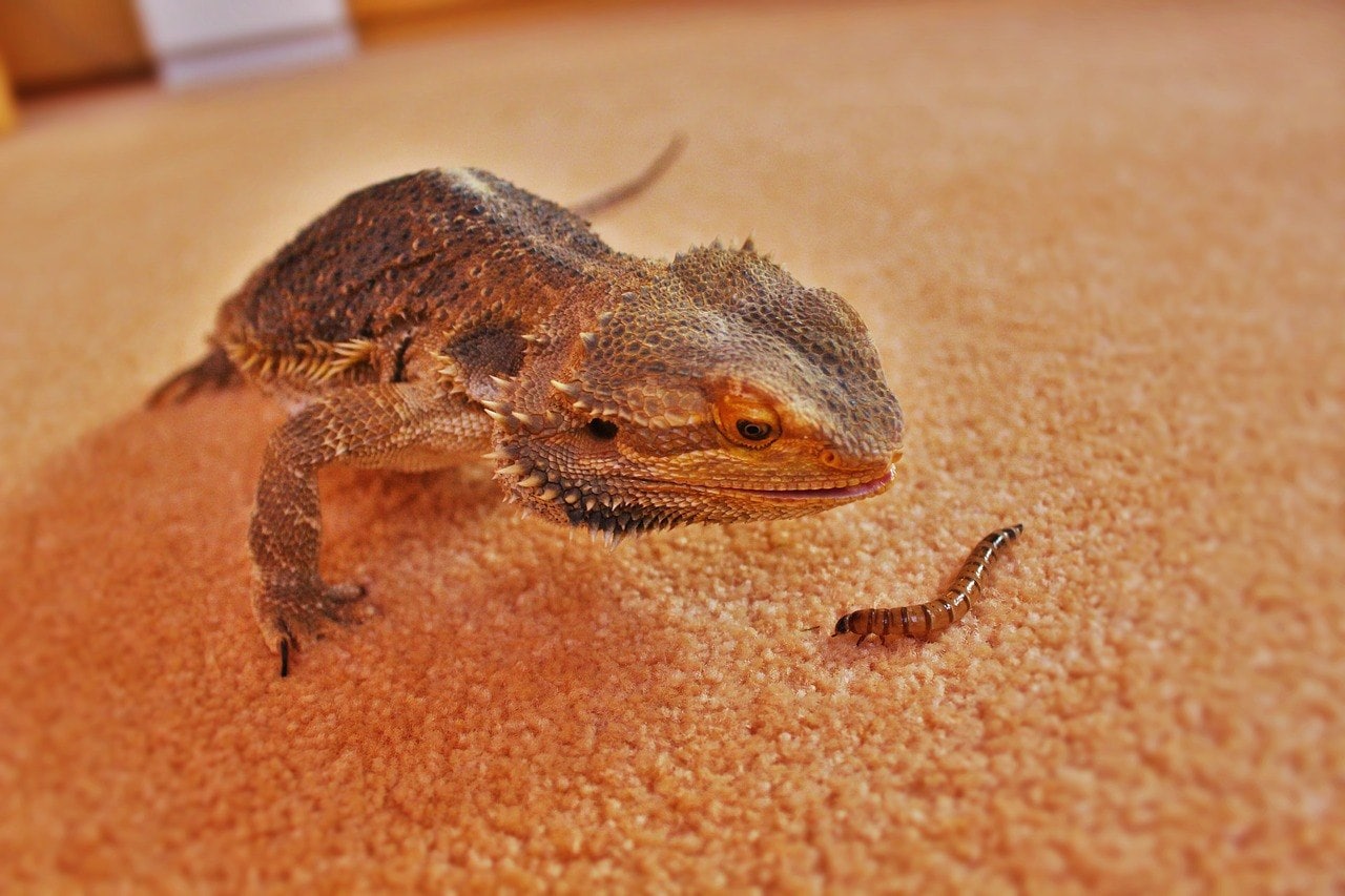 bearded dragon looking at a mealworm