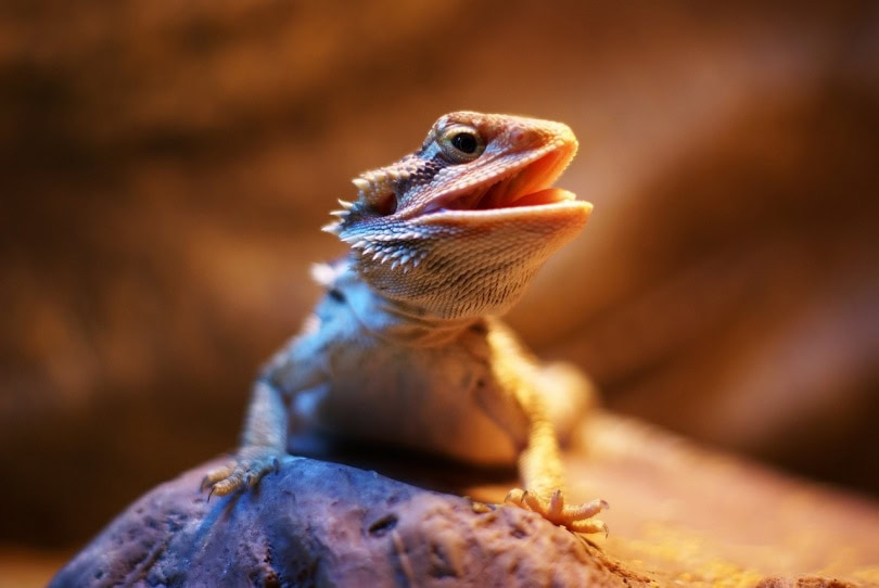 bearded dragon on a rock