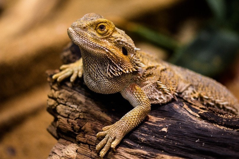 bearded dragon_Gerhard G., Pixabay