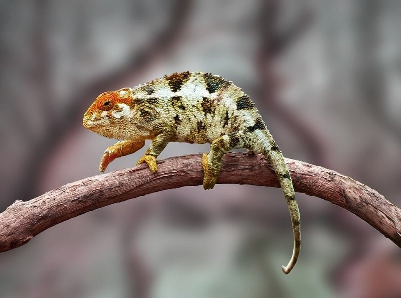 bearded dragon on twig