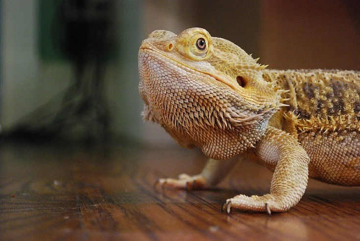 bearded dragon on wooden floor