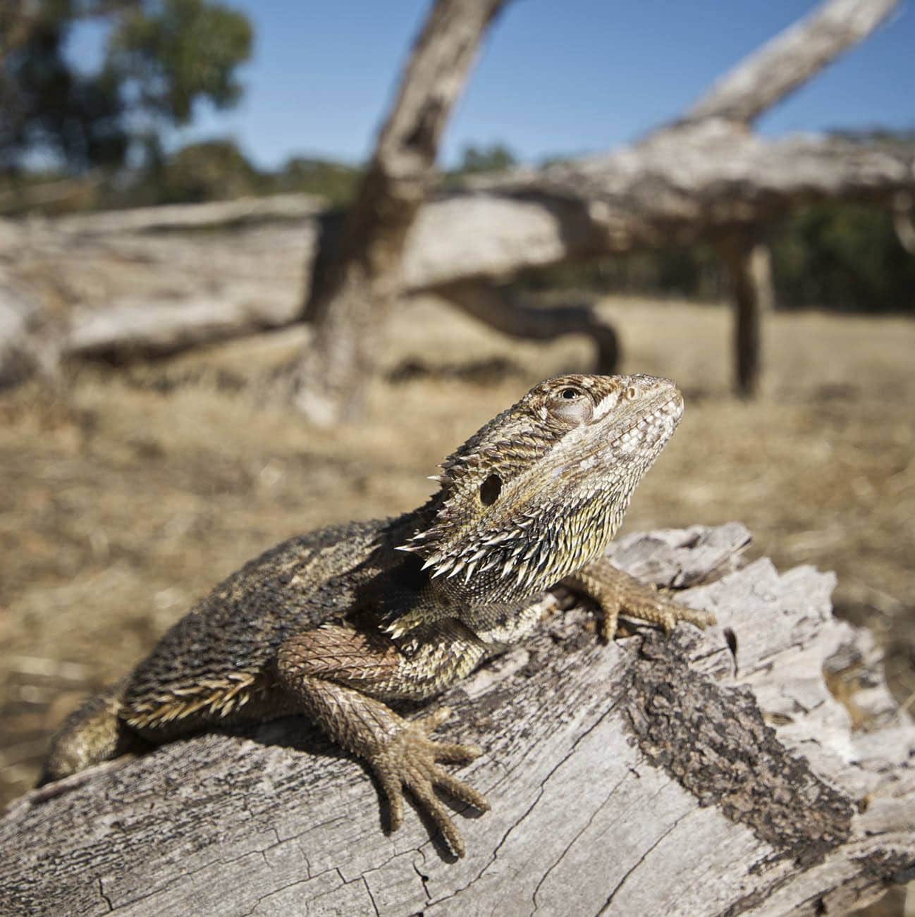 bearded dragon outdoor