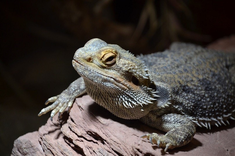 bearded-dragon-pixabay (2)