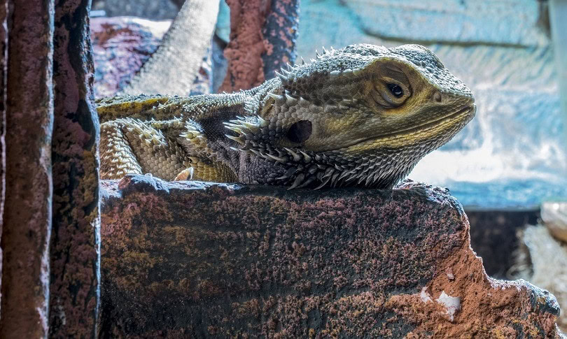 bearded-dragon-pixabay