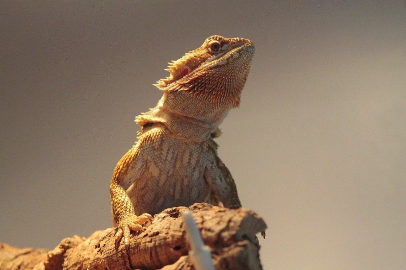 bearded dragon reptile
