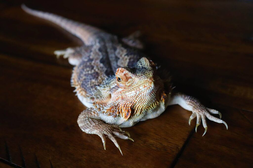 bearded dragon turning black