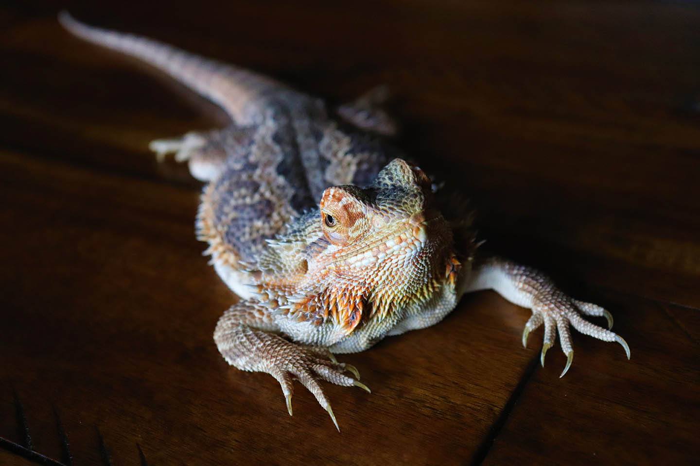 bearded dragon turning black