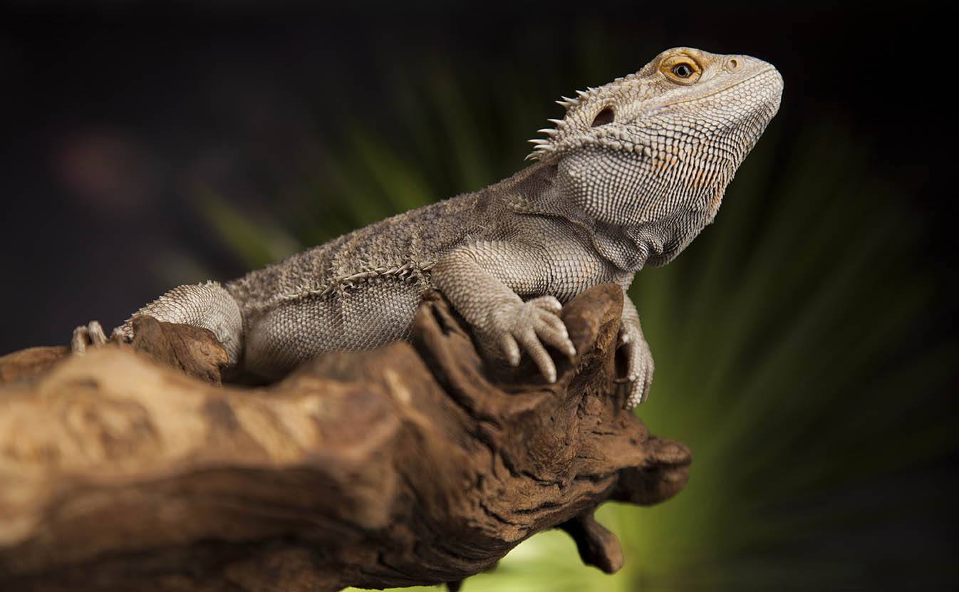bearded dragon turning black