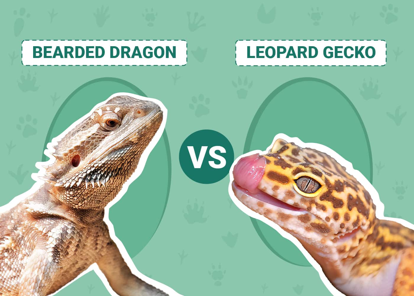 Bearded Dragon vs Leopard Gecko