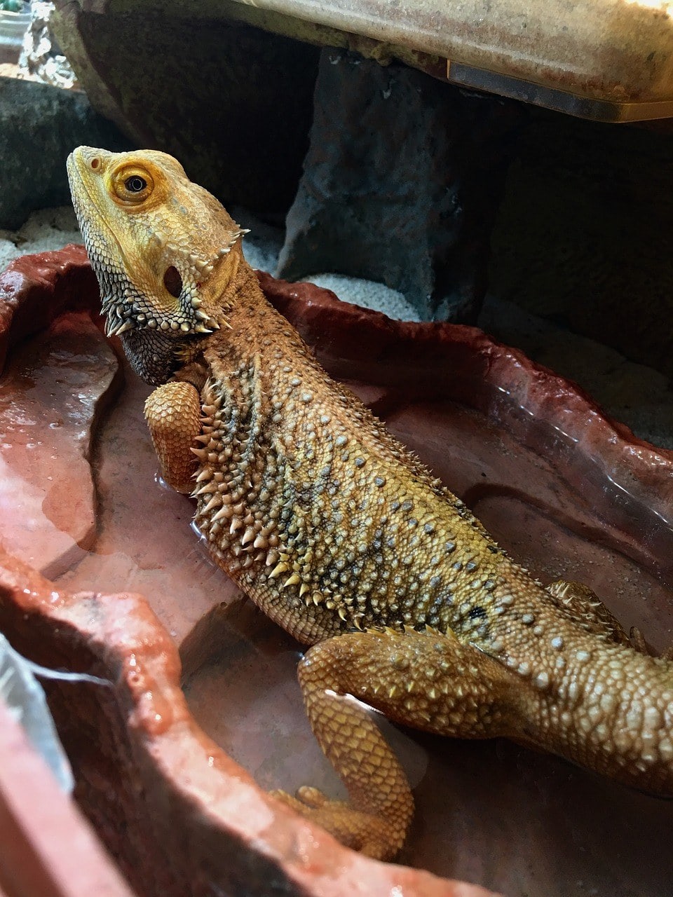bearded dragon water bath