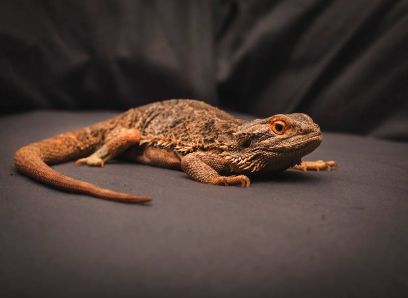 bearded dragon with metabolic bone disease
