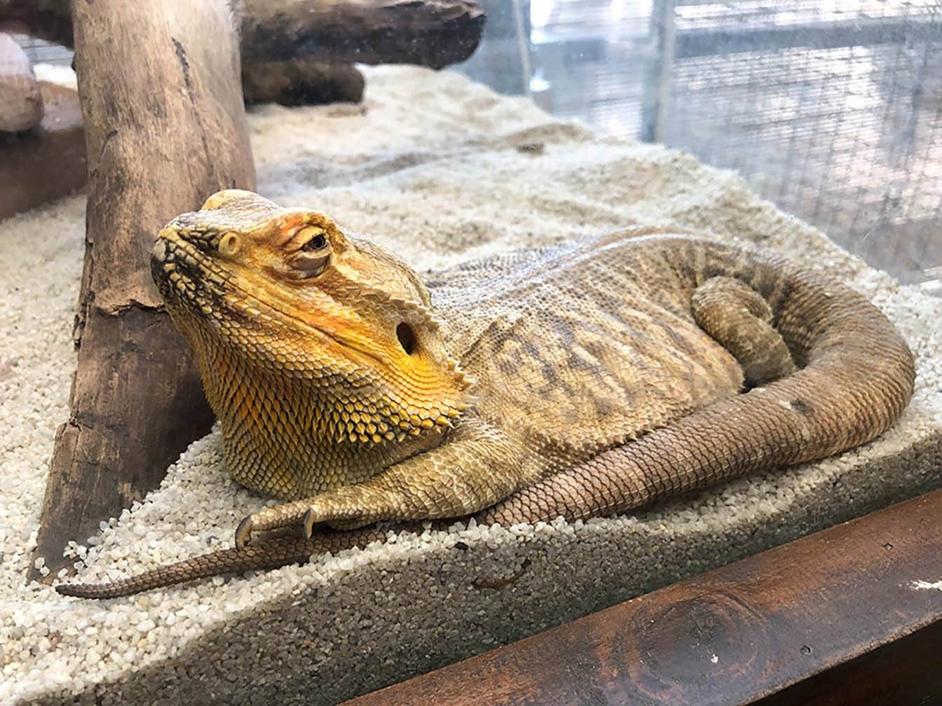 bearded dragon
