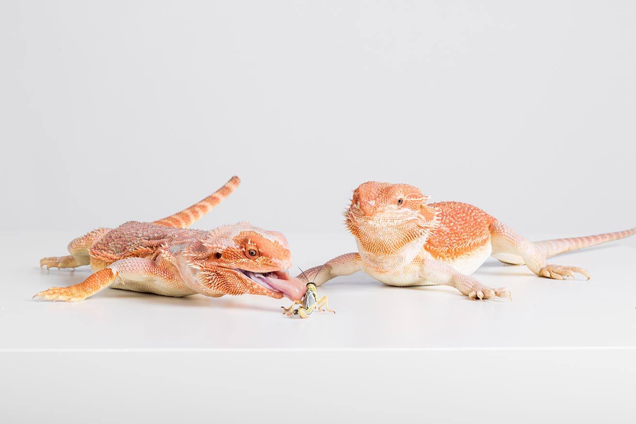 bearded dragons and cricket